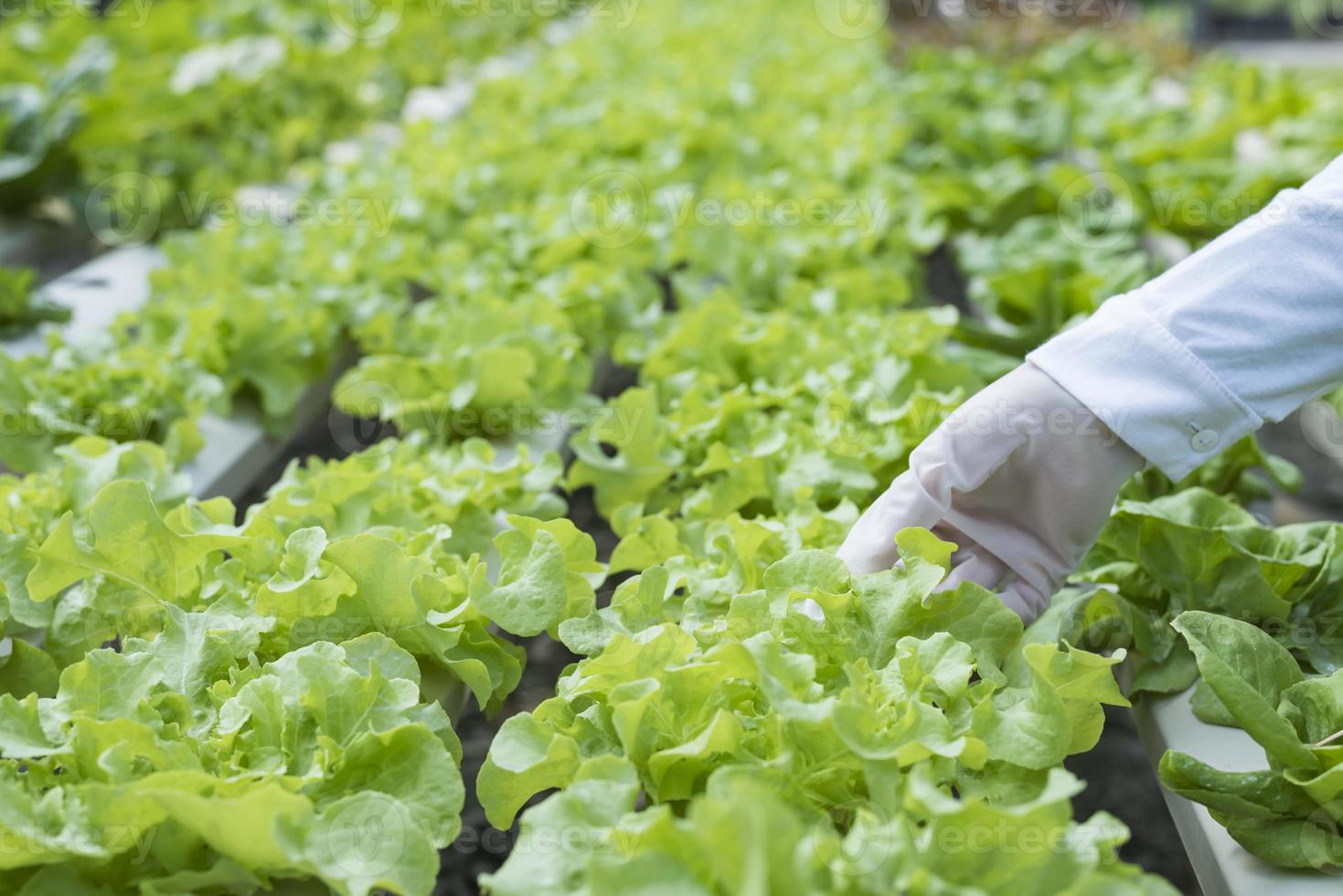 uma equipe de cientistas analisa plantas em bandejas de vegetais. processo de hidroponia no laboratório engenheiros agrícolas testam a saúde das plantas em estufas industriais. a mulher está sendo examinada em detalhes. foto