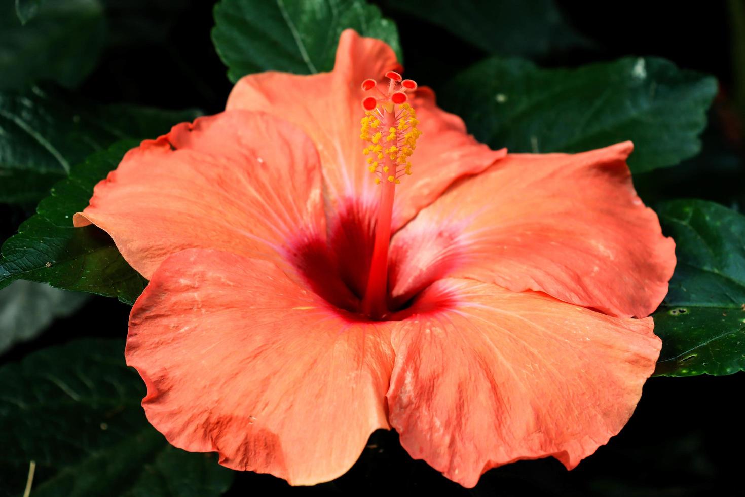 flor de hibisco hibiscus rosa-sinensis é um arbusto da família malvaceae originário do leste da Ásia e amplamente cultivado como planta ornamental em regiões tropicais e subtropicais. foto