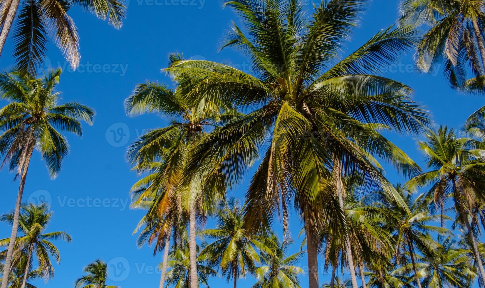 bela floresta de palmeiras à beira-mar tropical sol dia céu claro fundo, viagens e férias conceito fundo de verão. foto