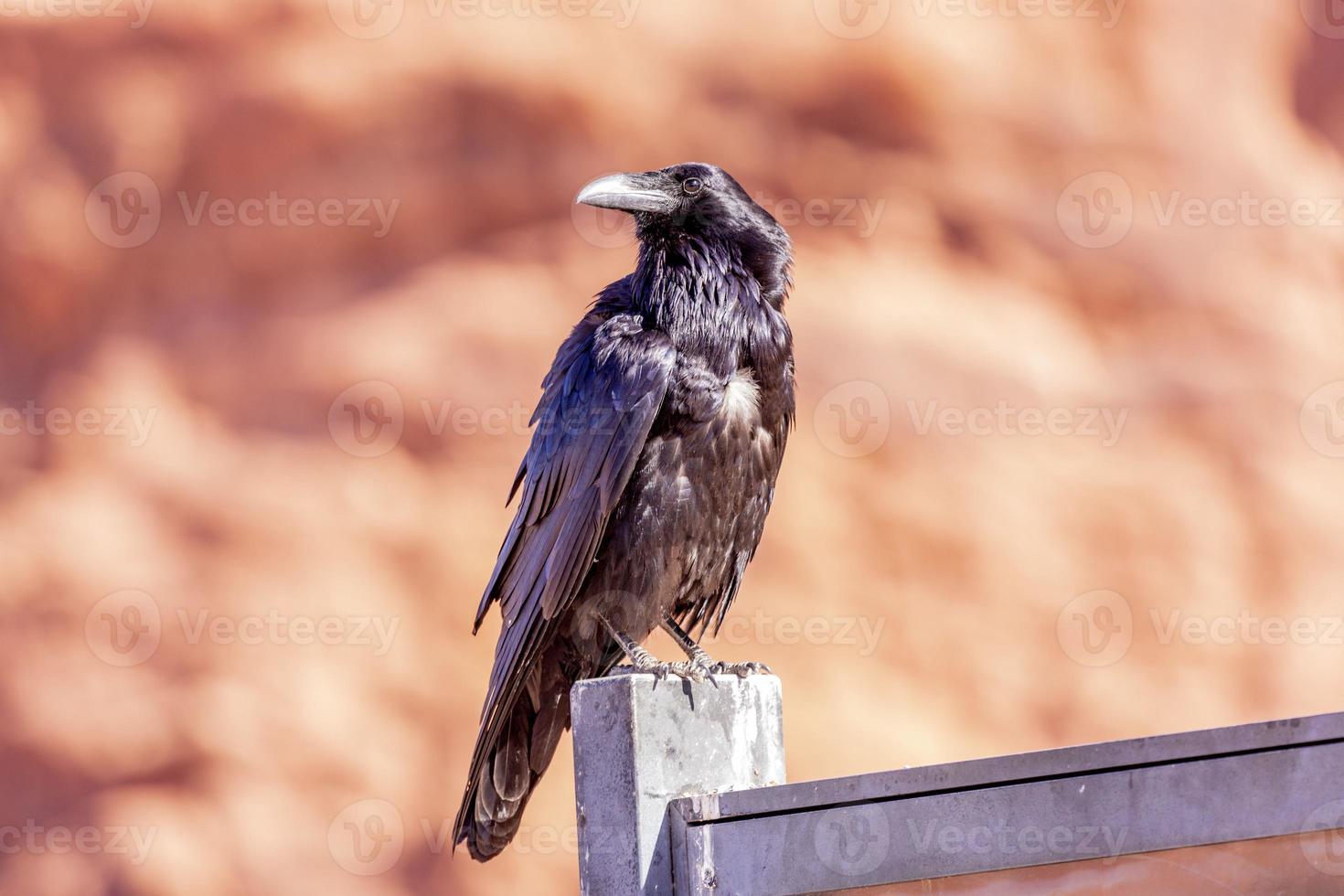 imagem portriat de um pássaro corvo durante o dia foto