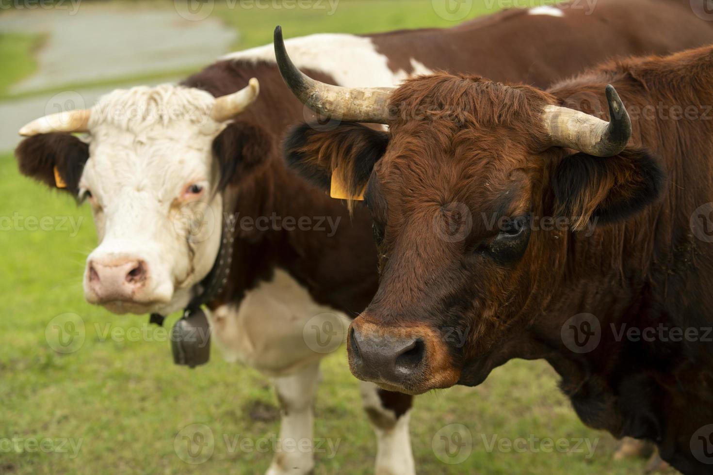 retrato de duas vacas marrons pastando foto