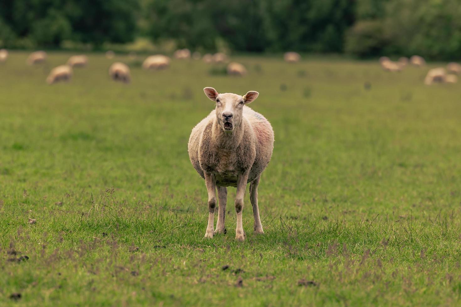 gado na zona rural da antiga cidade rural de lacock, inglaterra. foto