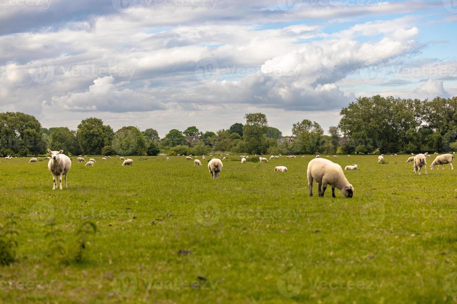 ovelhas no campo na antiga cidade rural de lacock, inglaterra. foto