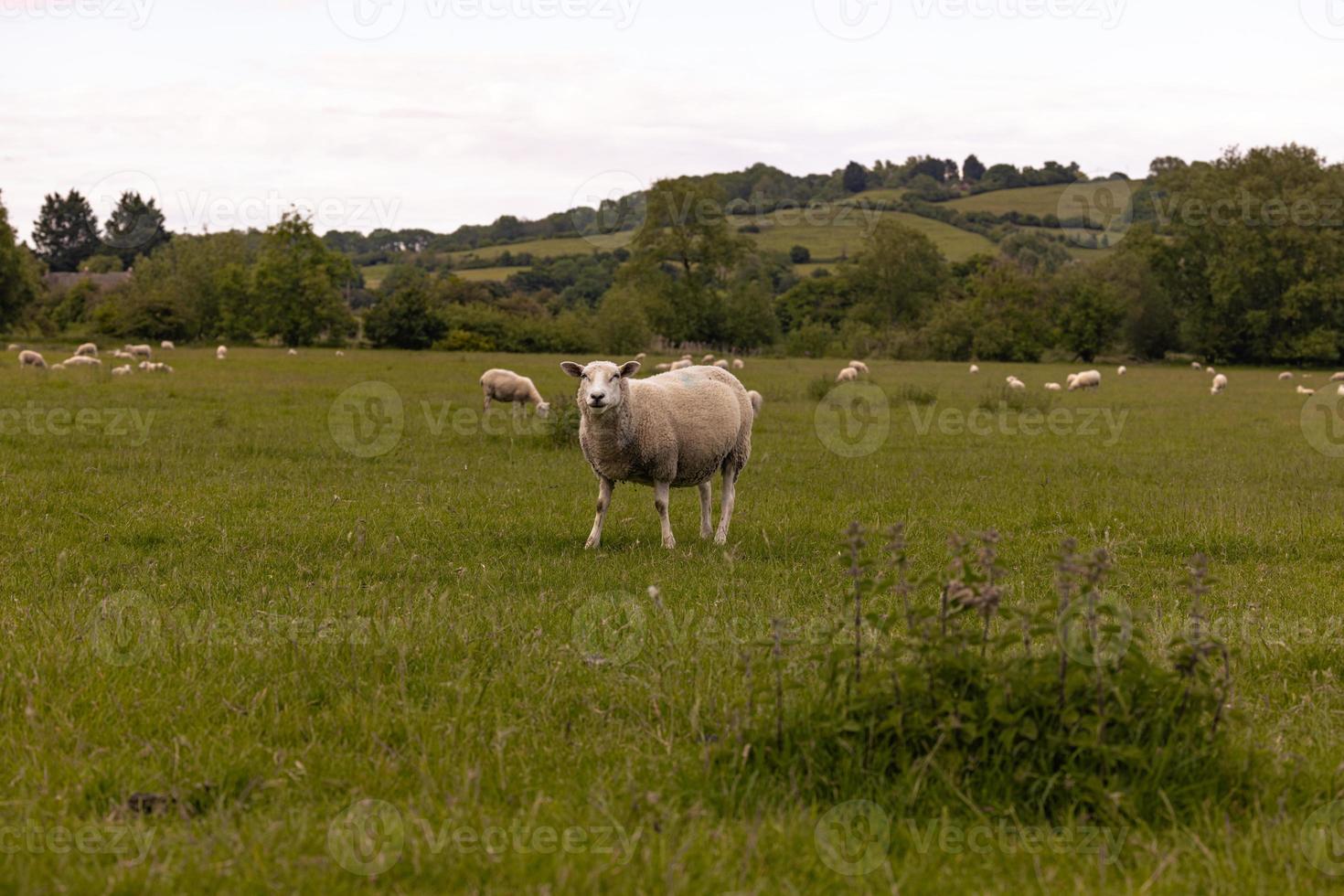 ovelhas no campo na antiga cidade rural de lacock, inglaterra. foto