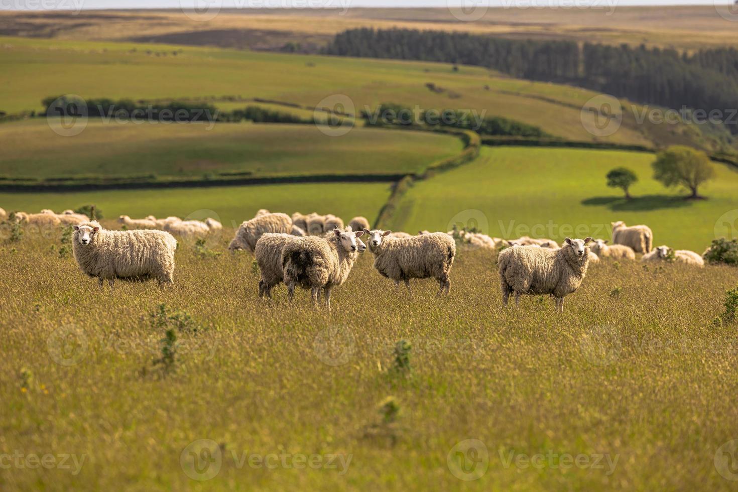 ovelhas nos campos da Cornualha, Inglaterra. foto