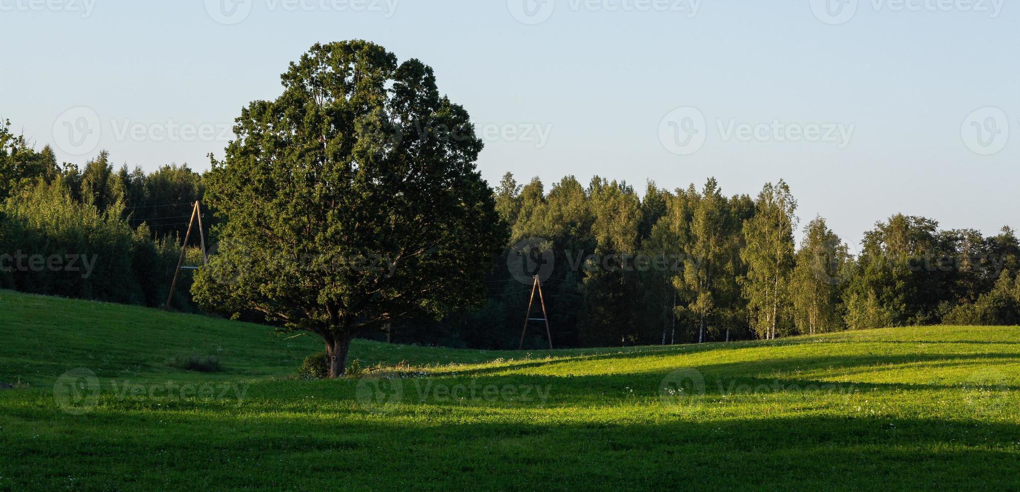 paisagens de verão letãs foto