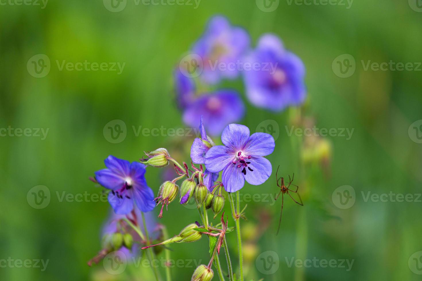 Prado Cransbill na floresta foto