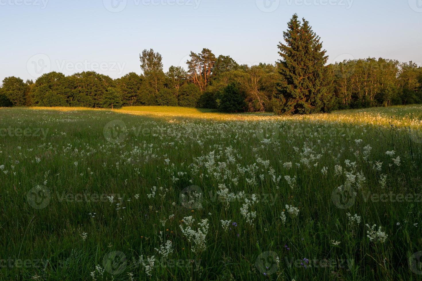 paisagens da primavera letã foto