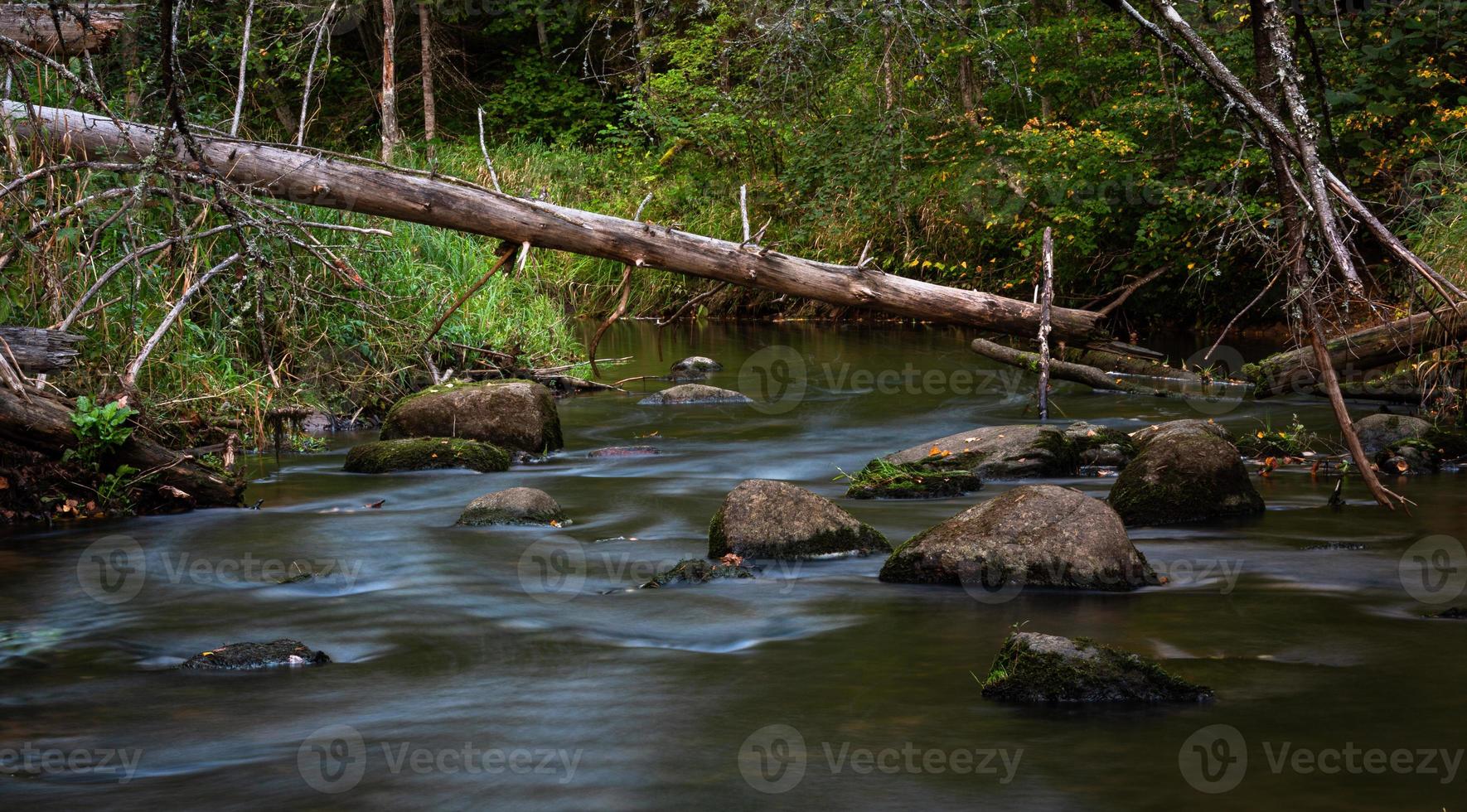 rio pequeno da floresta no verão com fundo verde foto