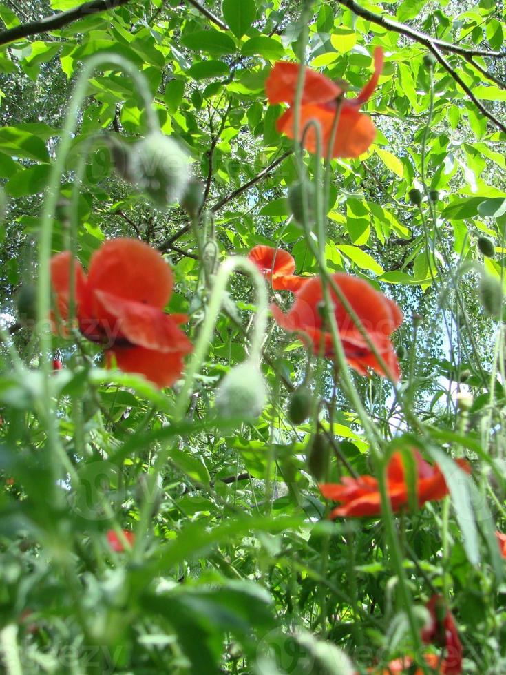 flores de papoula vermelhas com uma abelha e campos de trigo no fundo. papaver rhoeas de papoula comum foto