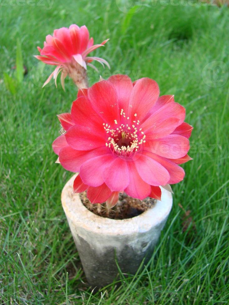 grande flor vermelha no cacto ouriço em uma panela em casa. duas flores ao mesmo tempo, florescendo planta espinhosa foto