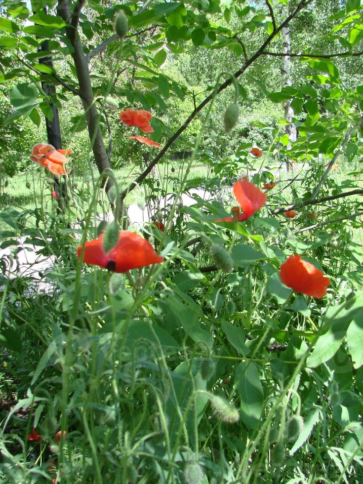 flores de papoula vermelhas com uma abelha e campos de trigo no fundo. papaver rhoeas de papoula comum foto