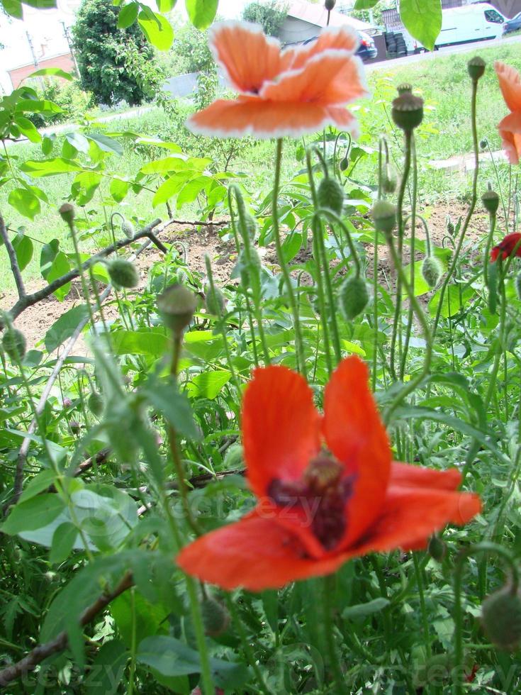 flores de papoula vermelhas com uma abelha e campos de trigo no fundo. papaver rhoeas de papoula comum foto