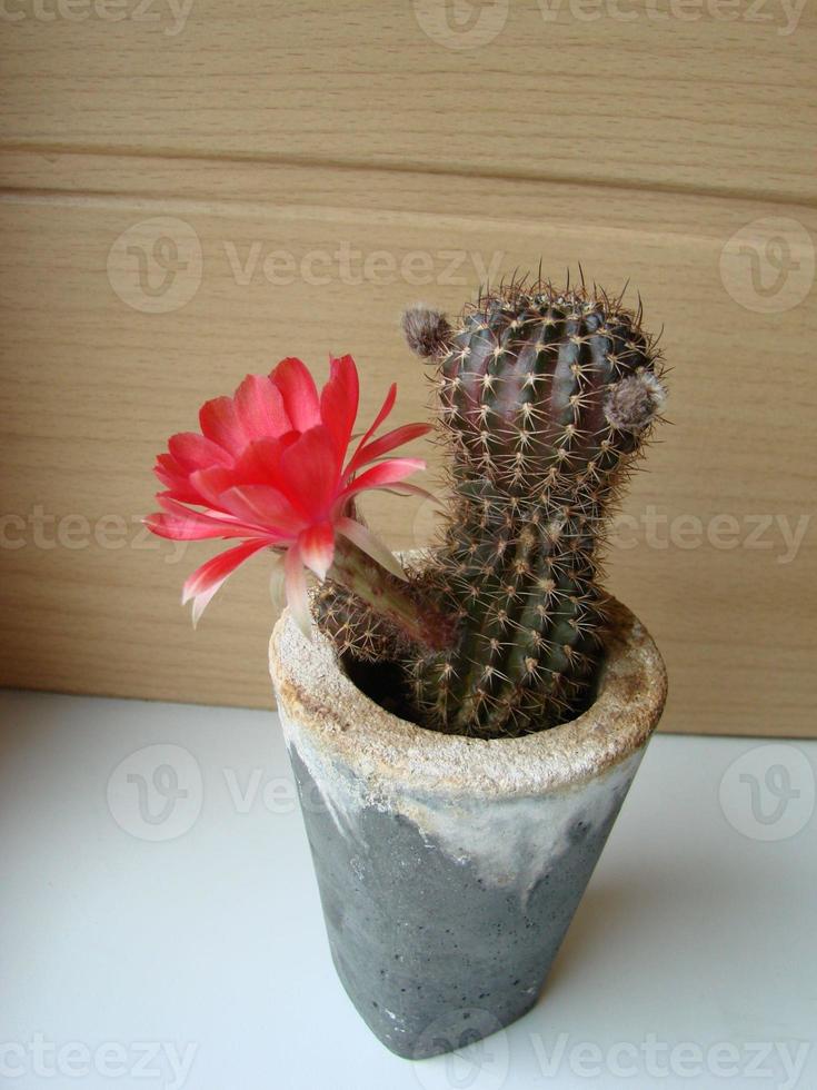 grande flor vermelha no cacto ouriço em uma panela em casa. duas flores ao mesmo tempo, florescendo planta espinhosa foto