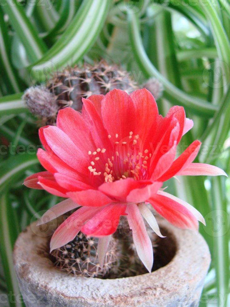 grande flor vermelha no cacto ouriço em uma panela em casa. duas flores ao mesmo tempo, florescendo planta espinhosa foto