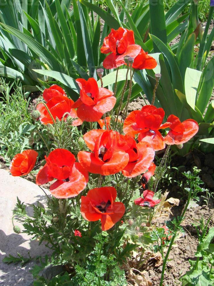 flores de papoula vermelhas com uma abelha e campos de trigo no fundo. papaver rhoeas de papoula comum foto