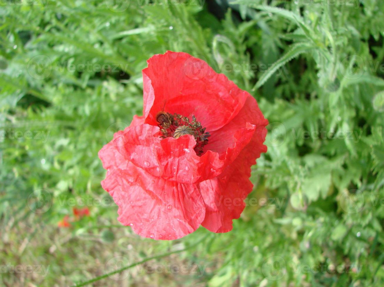 flores de papoula vermelhas com uma abelha e campos de trigo no fundo. papaver rhoeas de papoula comum foto