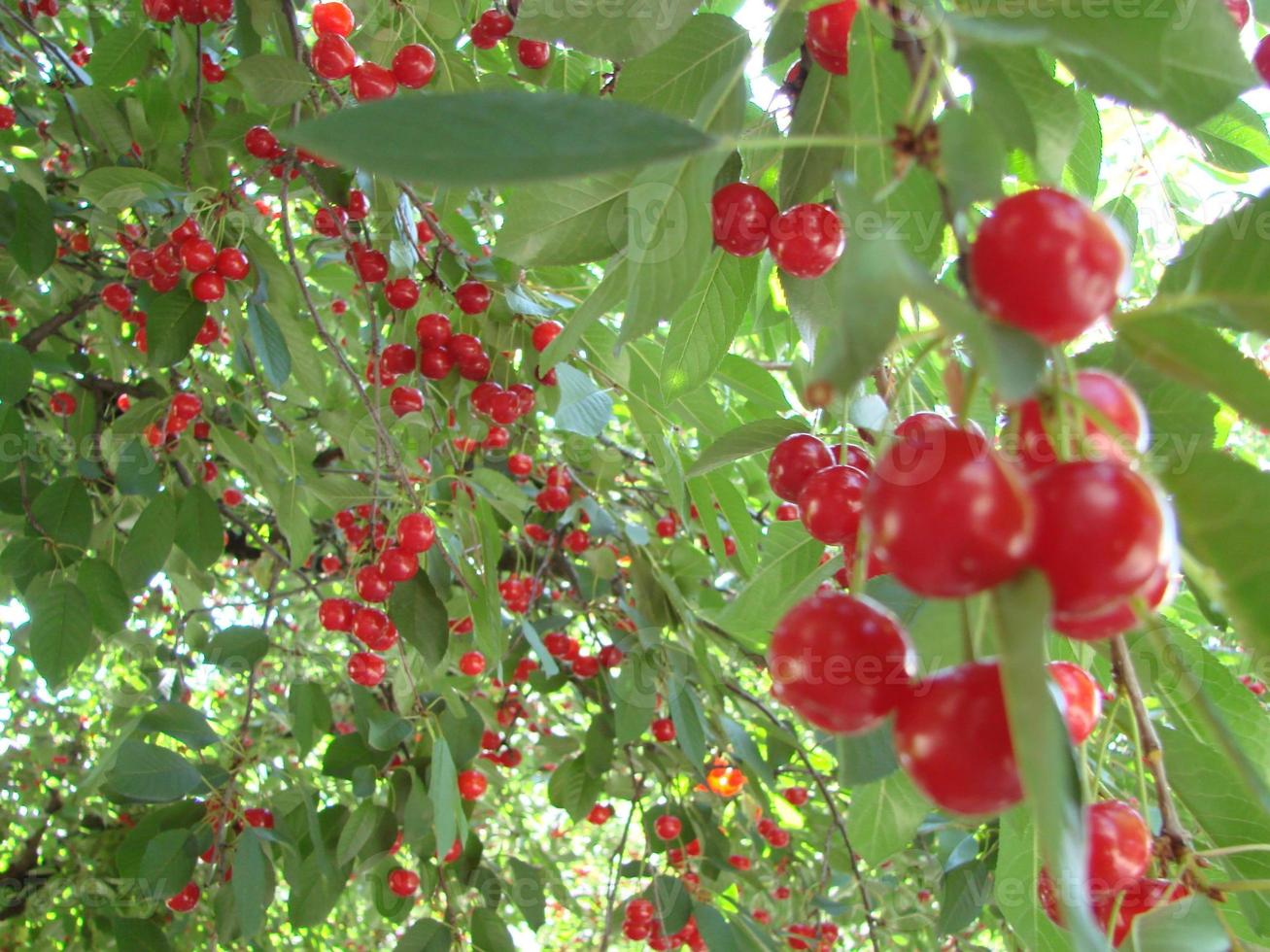cerejas maduras penduradas em um galho de cerejeira. gotas de água em frutas, pomar de cereja depois da chuva foto