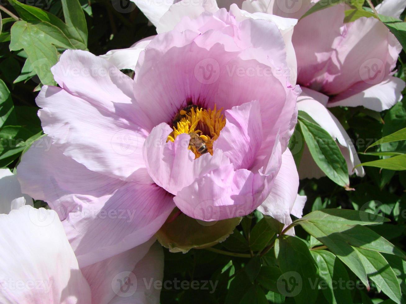 árvore peônia paeonia suffruticosa no parque. cabeça de uma flor de peônia rosa pálido. paeonia suffruticosa foto