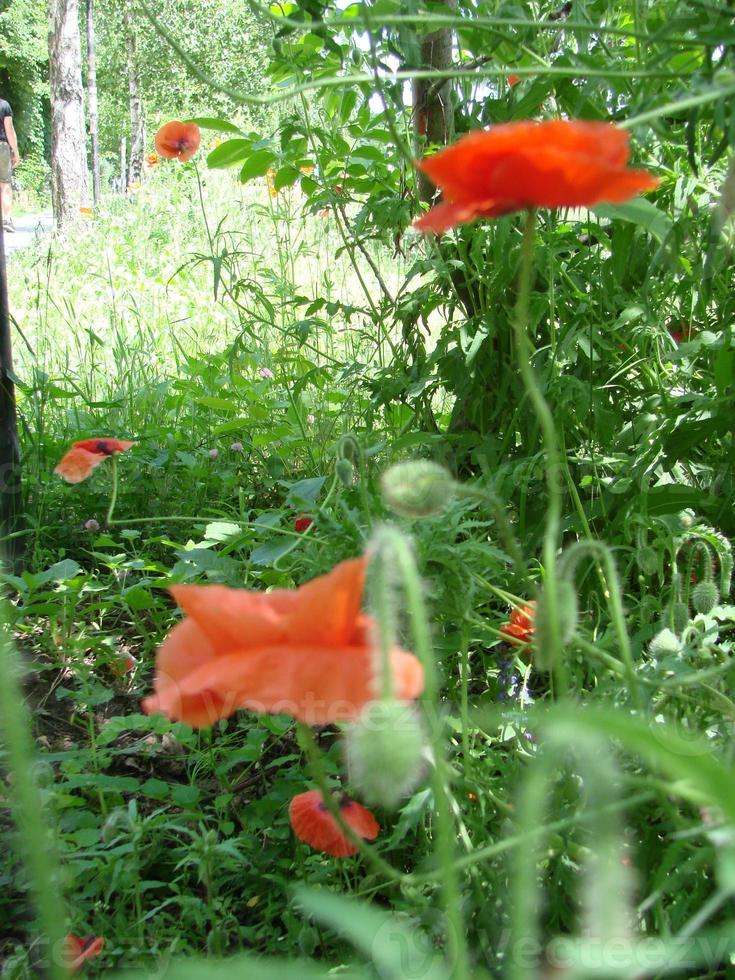 flores de papoula vermelhas com uma abelha e campos de trigo no fundo. papaver rhoeas de papoula comum foto