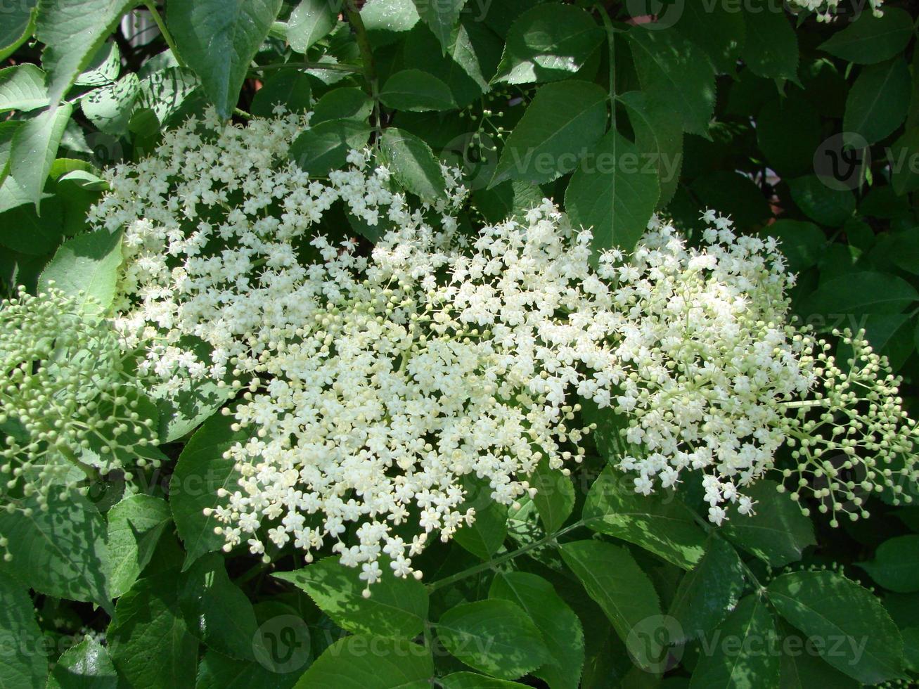 sambucus nigra sabugueiro preto europeu sabugueiro europeu sabugueiro preto europeu sabugueiro comum foto