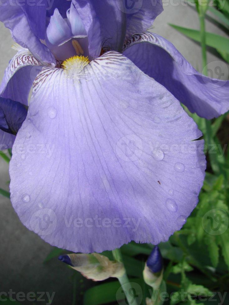 íris germânica. closeup de flor íris barbudo no jardim. uma planta com flores impressionantes, decoração de jardim. foto