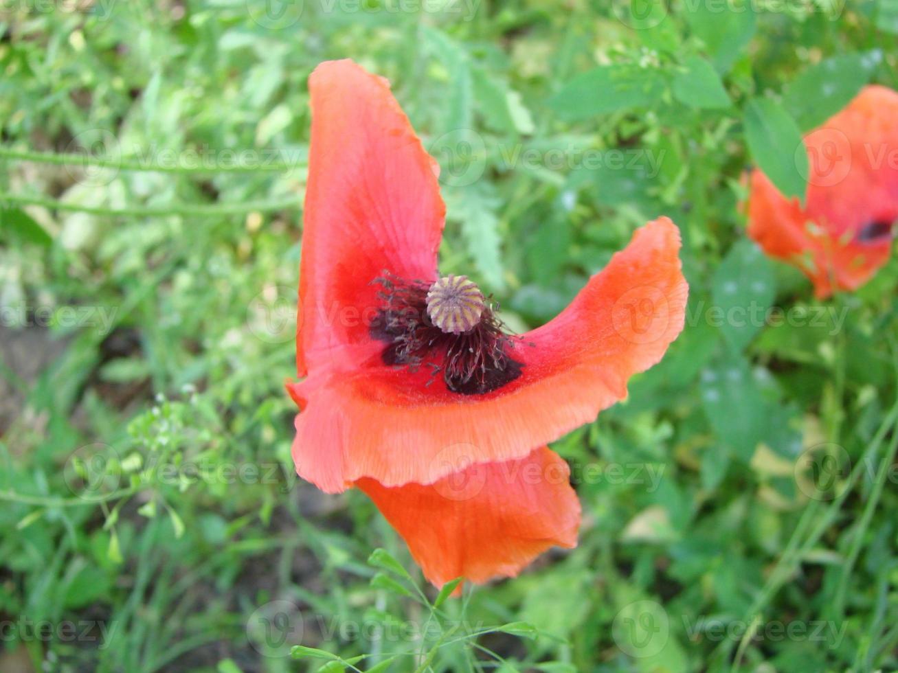 flores de papoula vermelhas com uma abelha e campos de trigo no fundo. papaver rhoeas de papoula comum foto