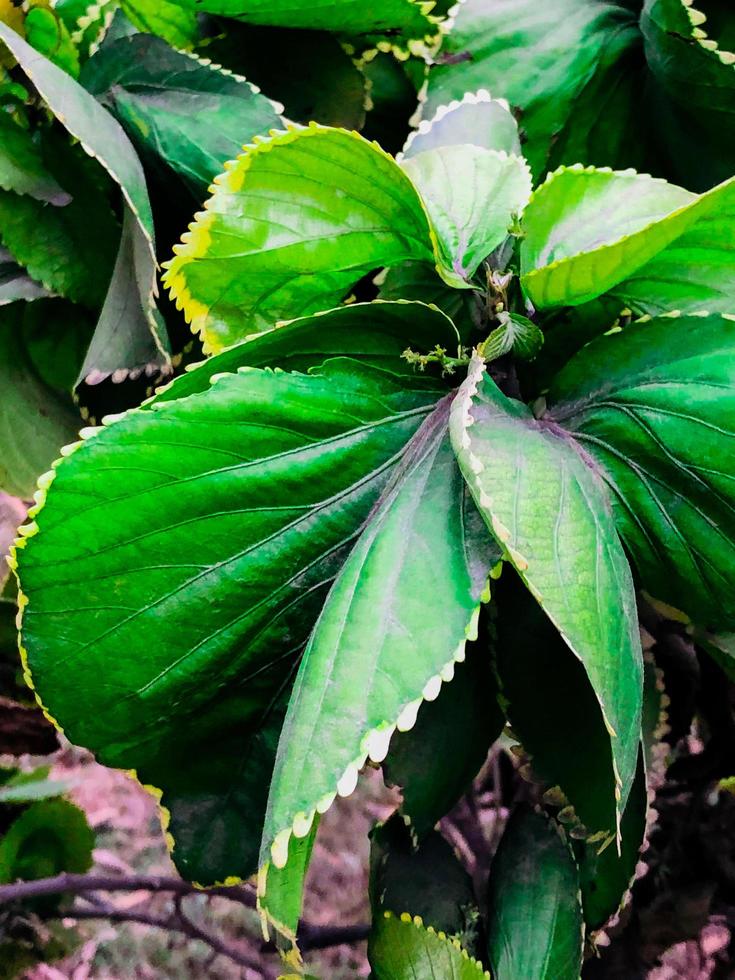 tiro em close de folhas verdes e flores foto