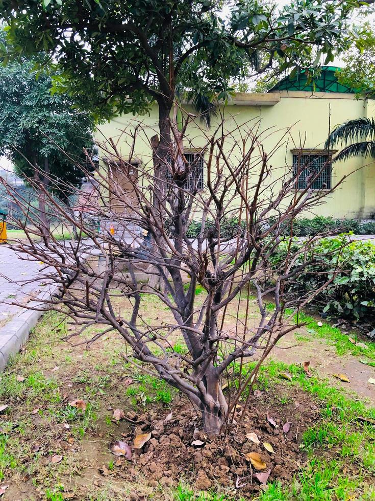 galhos de árvores sem folhas verão foto