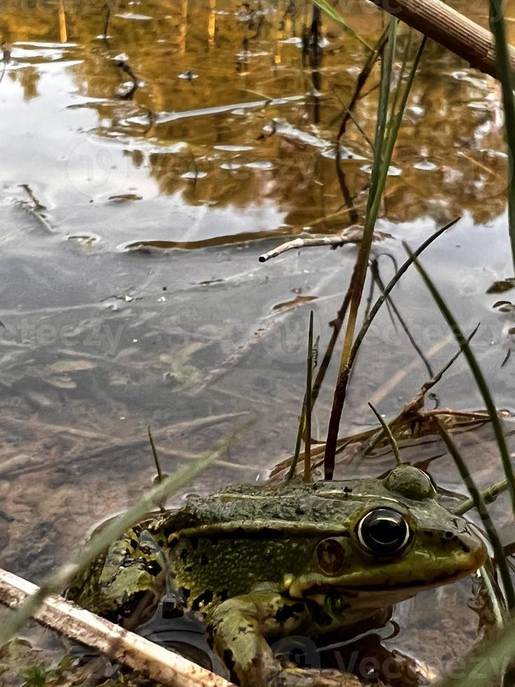 fotografia de sapo, animal na natureza, foto de sapo, vida selvagem, jpg, anfíbios