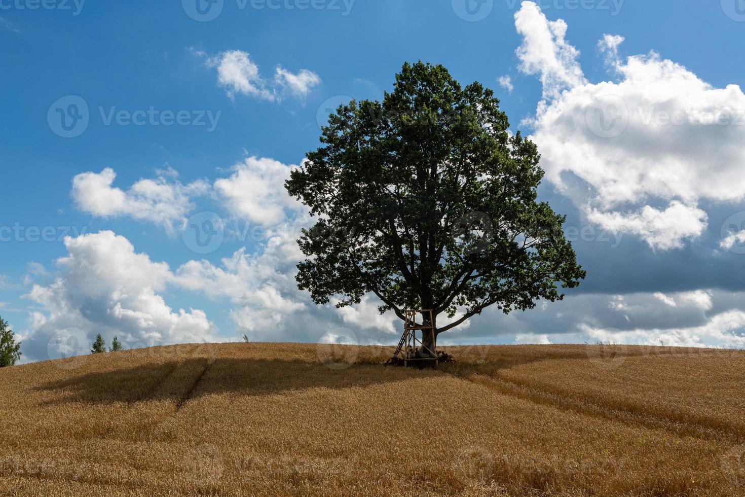 paisagens da letônia no verão foto