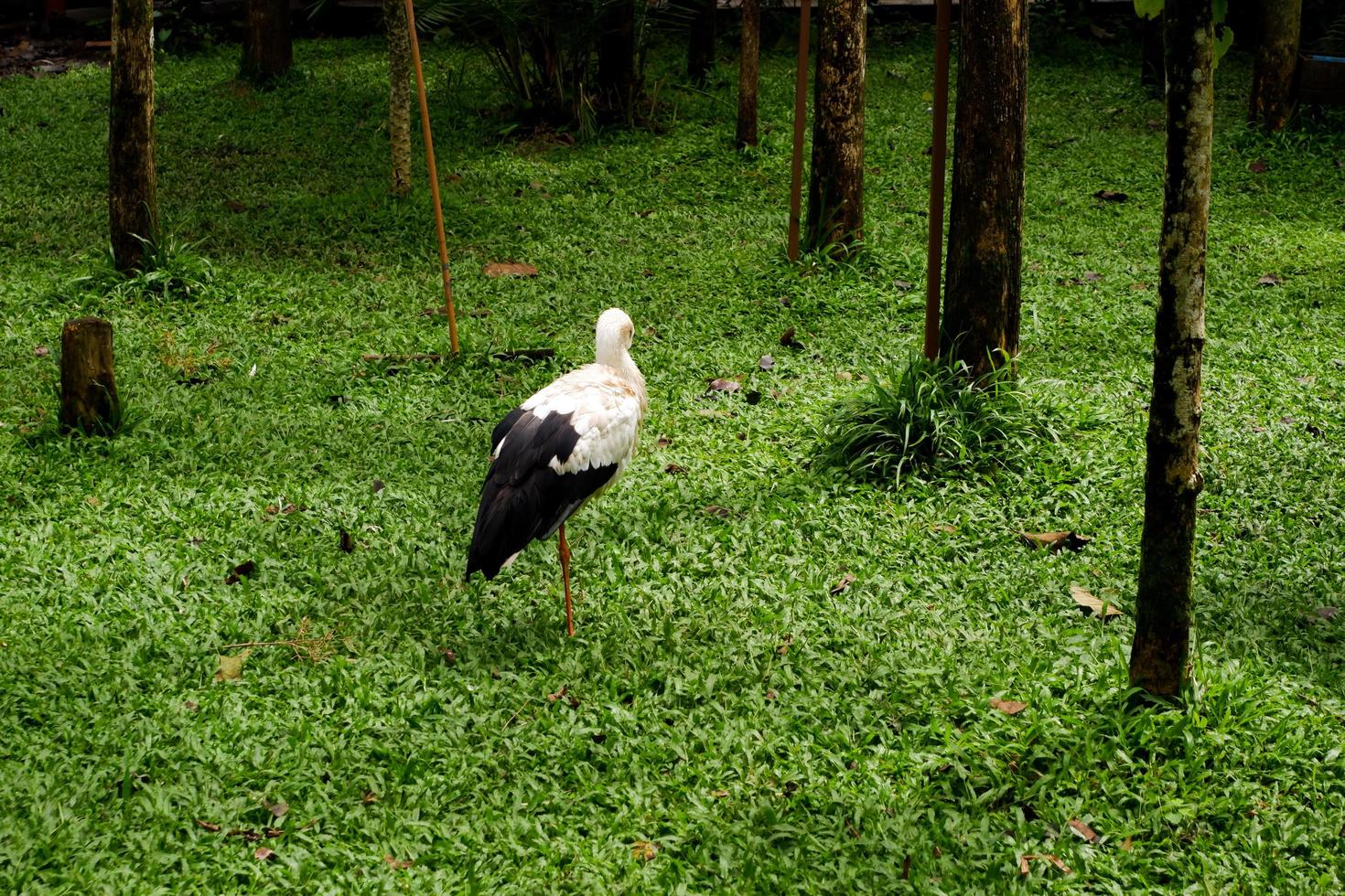 foco seletivo da cegonha branca oriental que está limpando suas penas em sua gaiola. foto