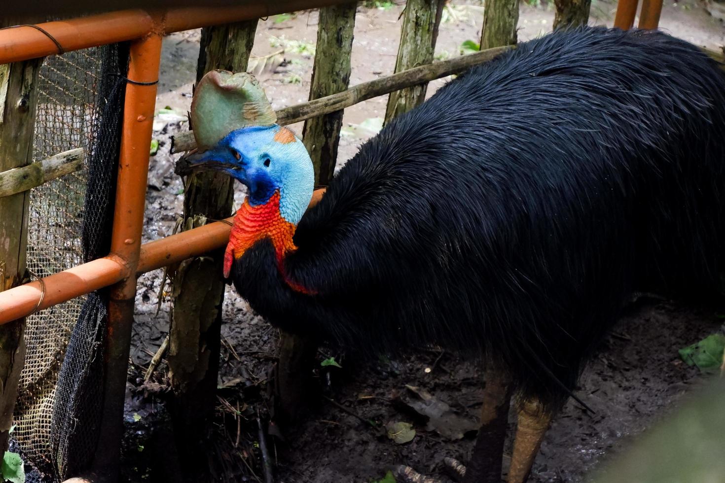 foco seletivo de pássaros casuar em pé em suas gaiolas. foto