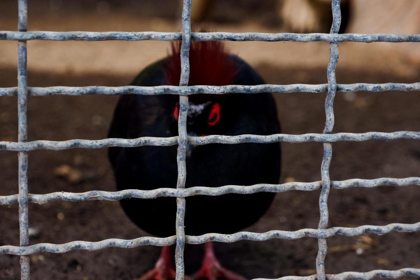 o foco seletivo do olho vermelho do galo silvestre está em sua gaiola. foto