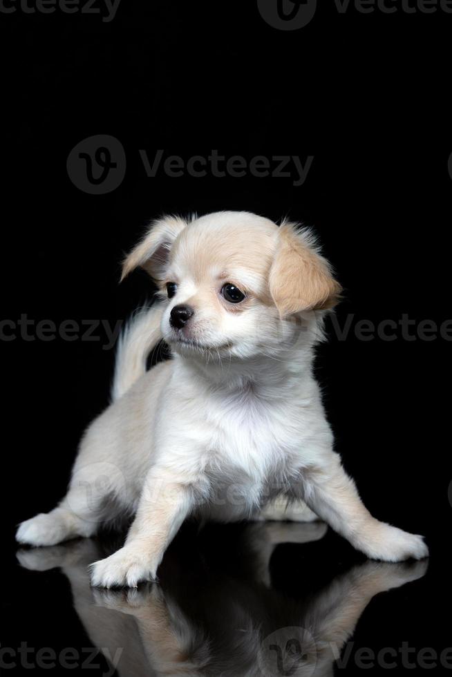 retrato engraçado de um cachorro chihuahua assustado em um fundo preto isolado foto