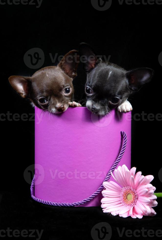 chihuahua dois cachorrinhos espreitam de uma caixa rosa, um presente de aniversário foto