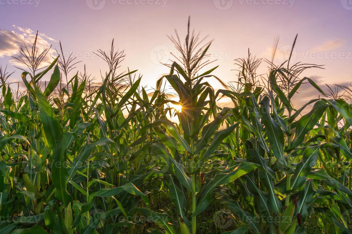 bela vista matinal da Indonésia. foto de um campo de milho de campo de arroz ao nascer do sol