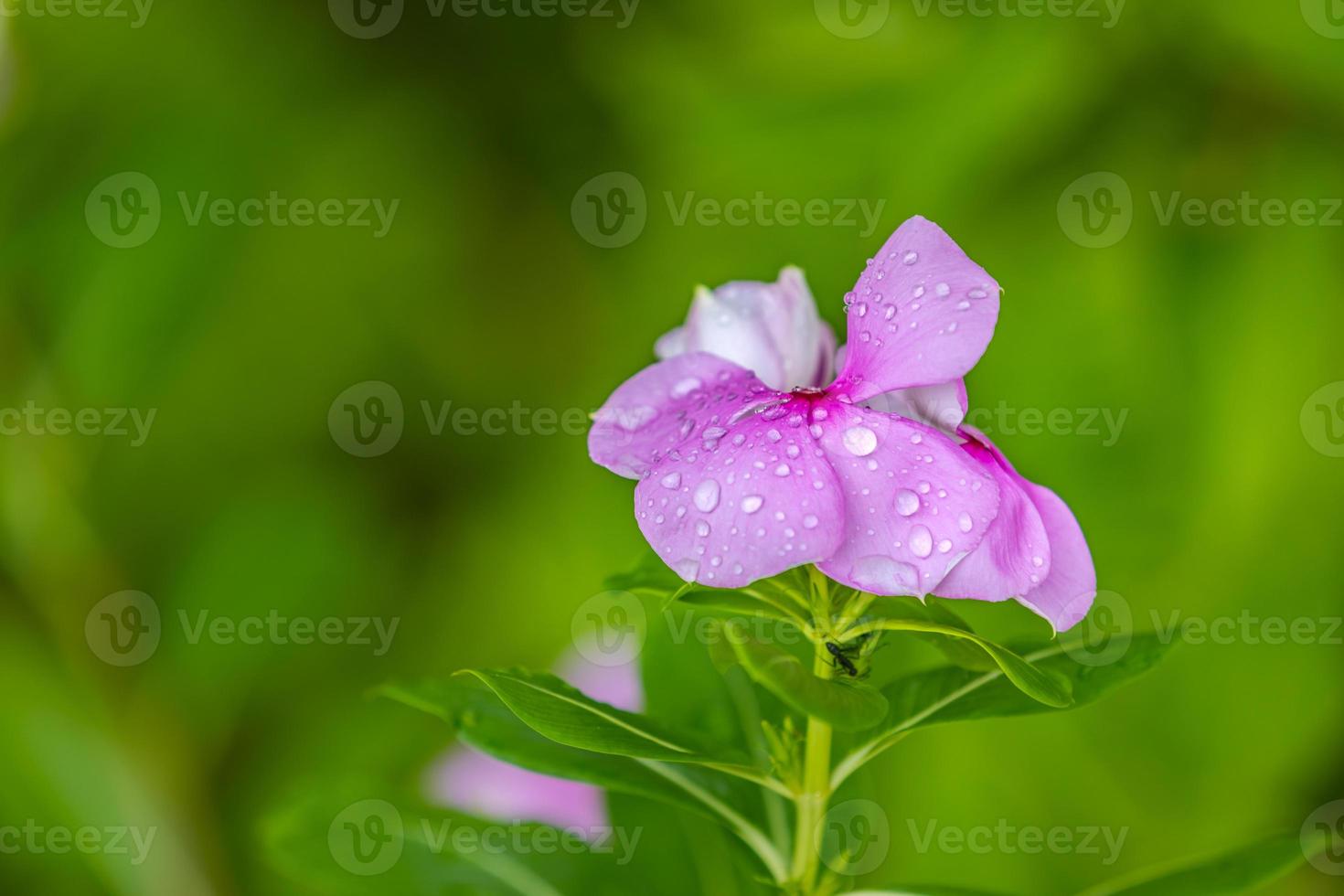 gotas de chuva na flor roxa. belo fundo da natureza, jardim primavera verão com cores brilhantes, flora closeup, luz solar natural. bela natureza, flores brilhantes inspiradoras com gotas de água foto