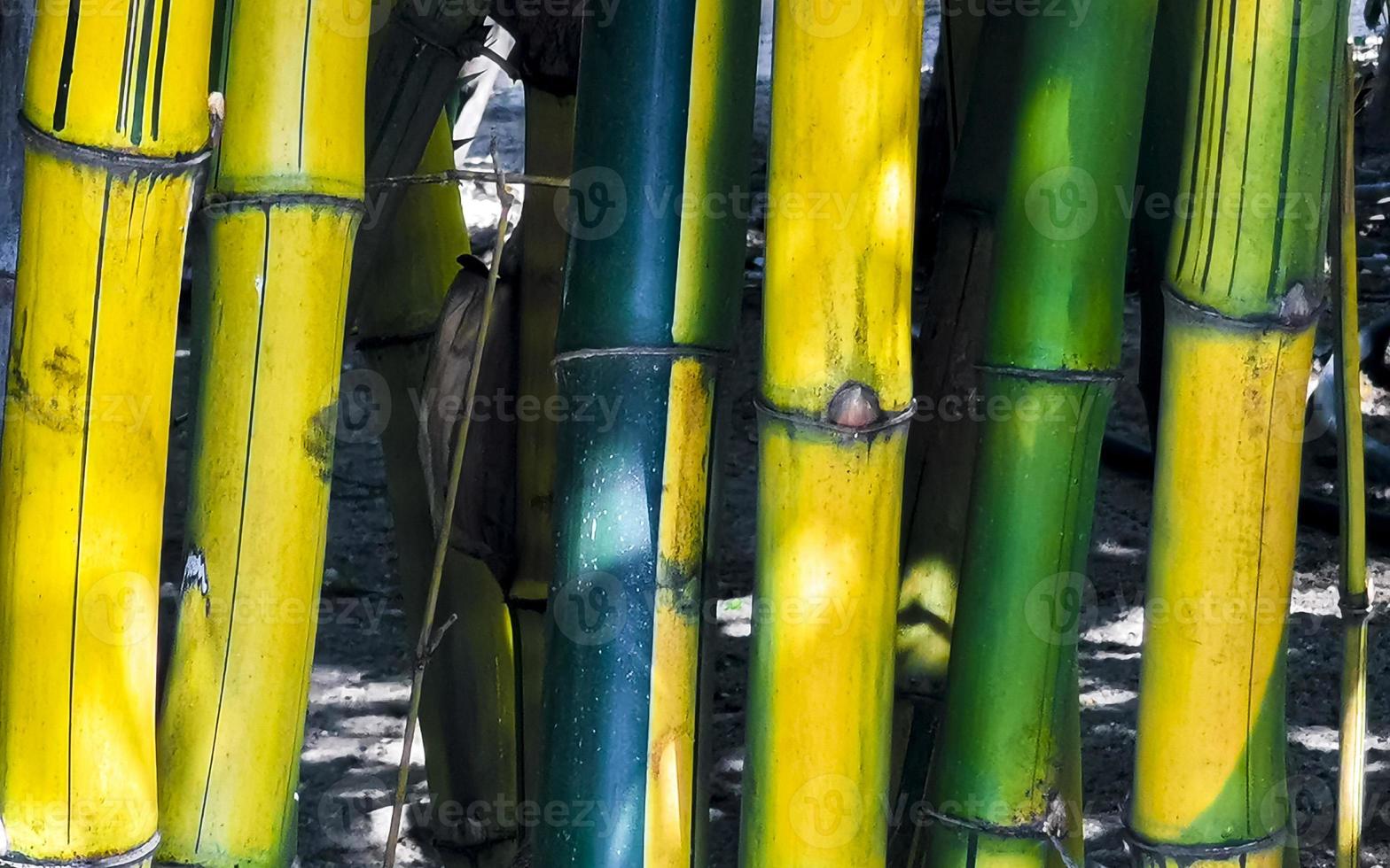árvores de bambu verdes e amarelas natureza tropical em puerto escondido méxico. foto