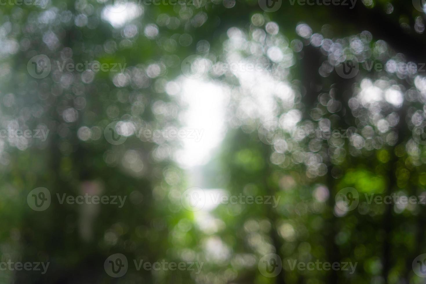 fundo abstrato da cor verde da árvore do bokeh no verão do sol foto