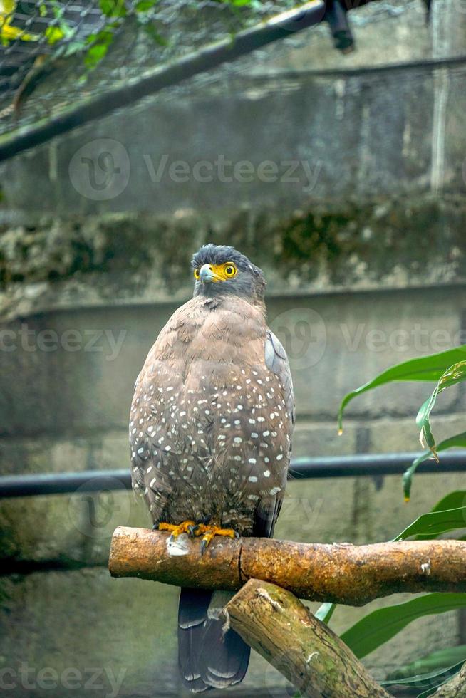 imagem da águia-de-crista spilornis cheela empoleirada em um tronco no zoológico. foto