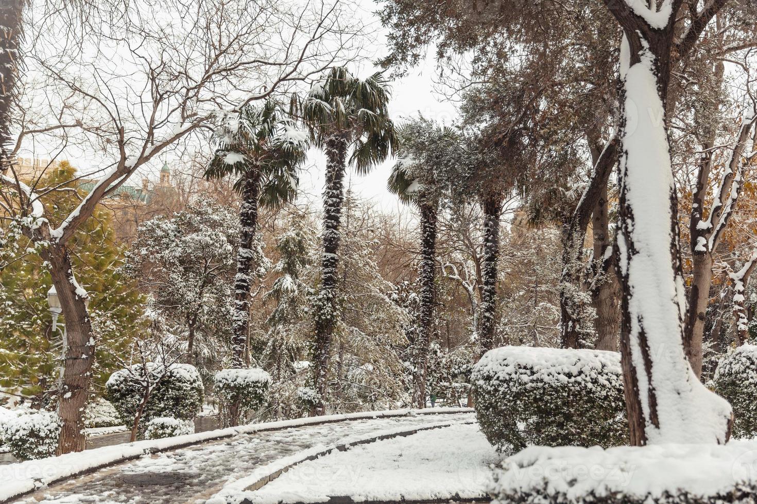 árvores na neve, paisagens de inverno foto