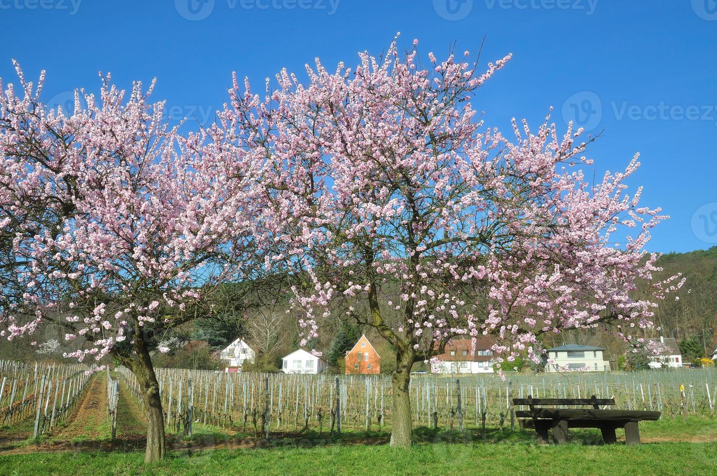 Amendoeira florescendo na região vinícola do Palatinado, Renânia-Palatinado, Alemanha foto