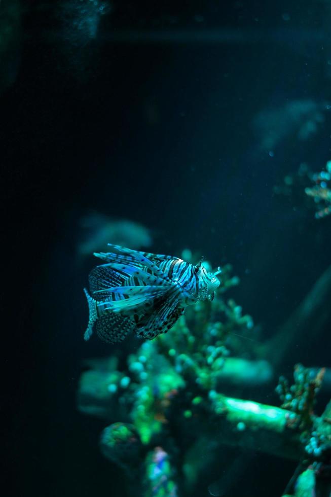 mundo subaquático. peixe-leão em um aquário foto