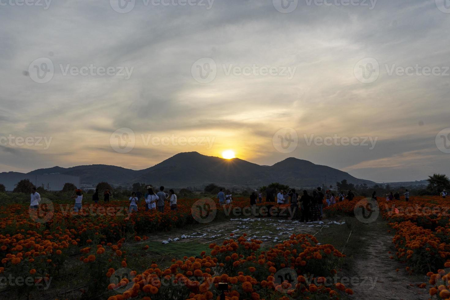 campo de flores cempasuchil em um dia ensolarado com céu azul e fardos de feno ao fundo. foto