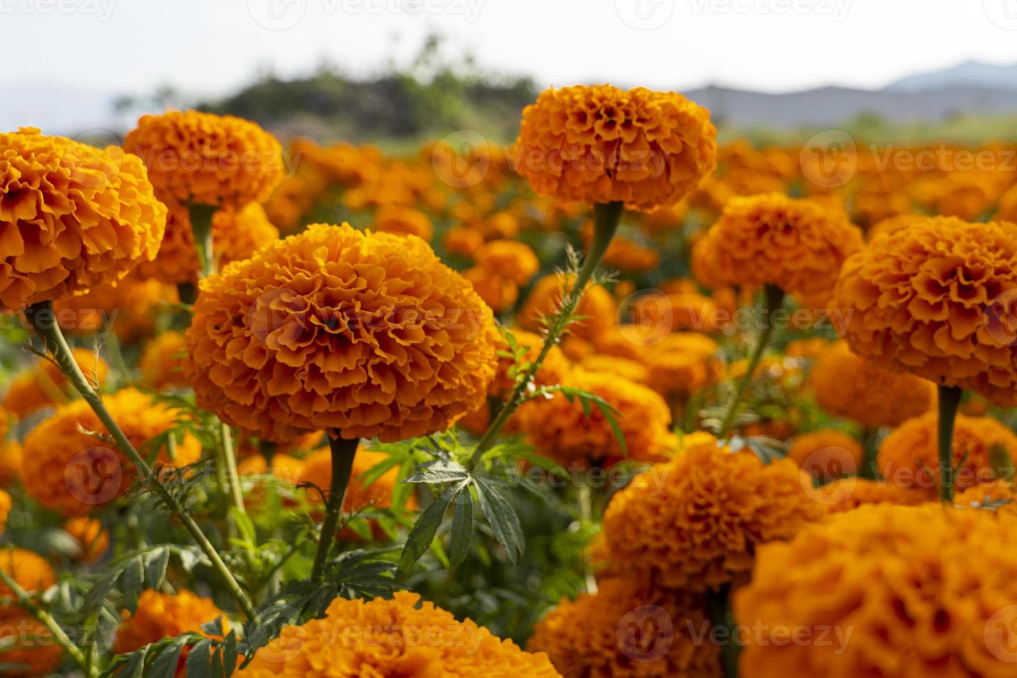 campo de flores cempasuchil em um dia ensolarado com céu azul e fardos de feno ao fundo. foto