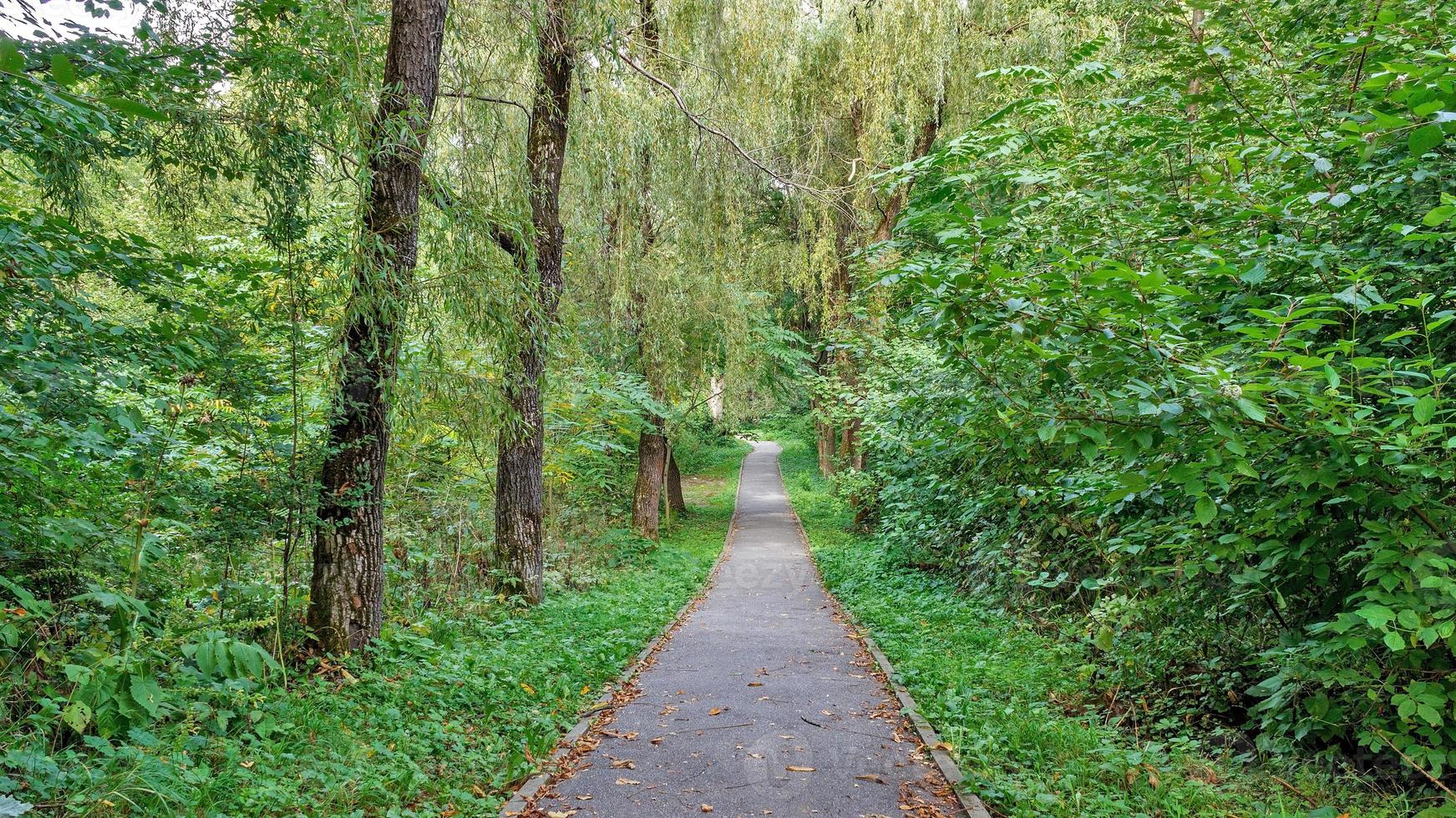 caminho na floresta ou parque. beco de árvore foto