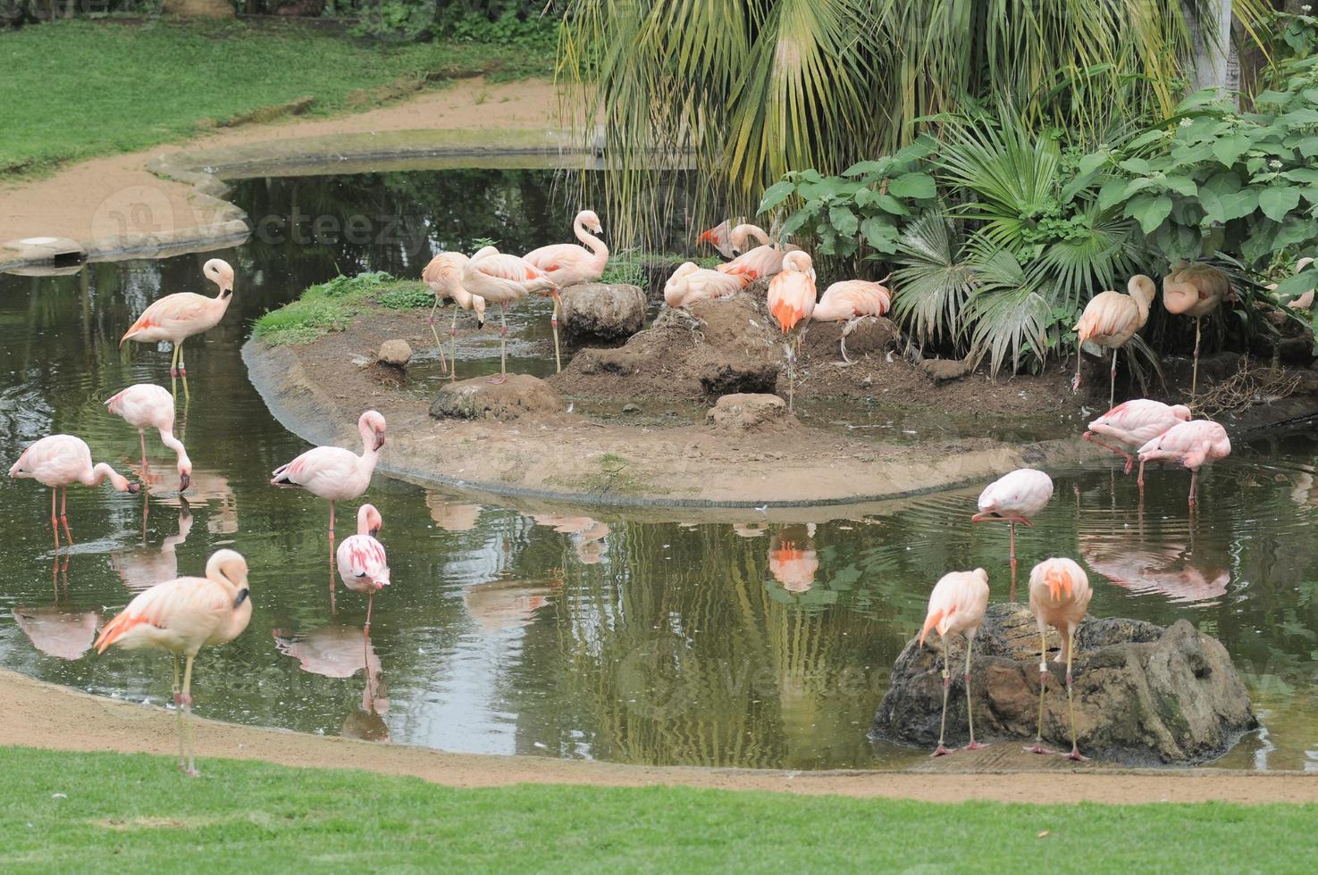 lindos pássaros flamingos foto