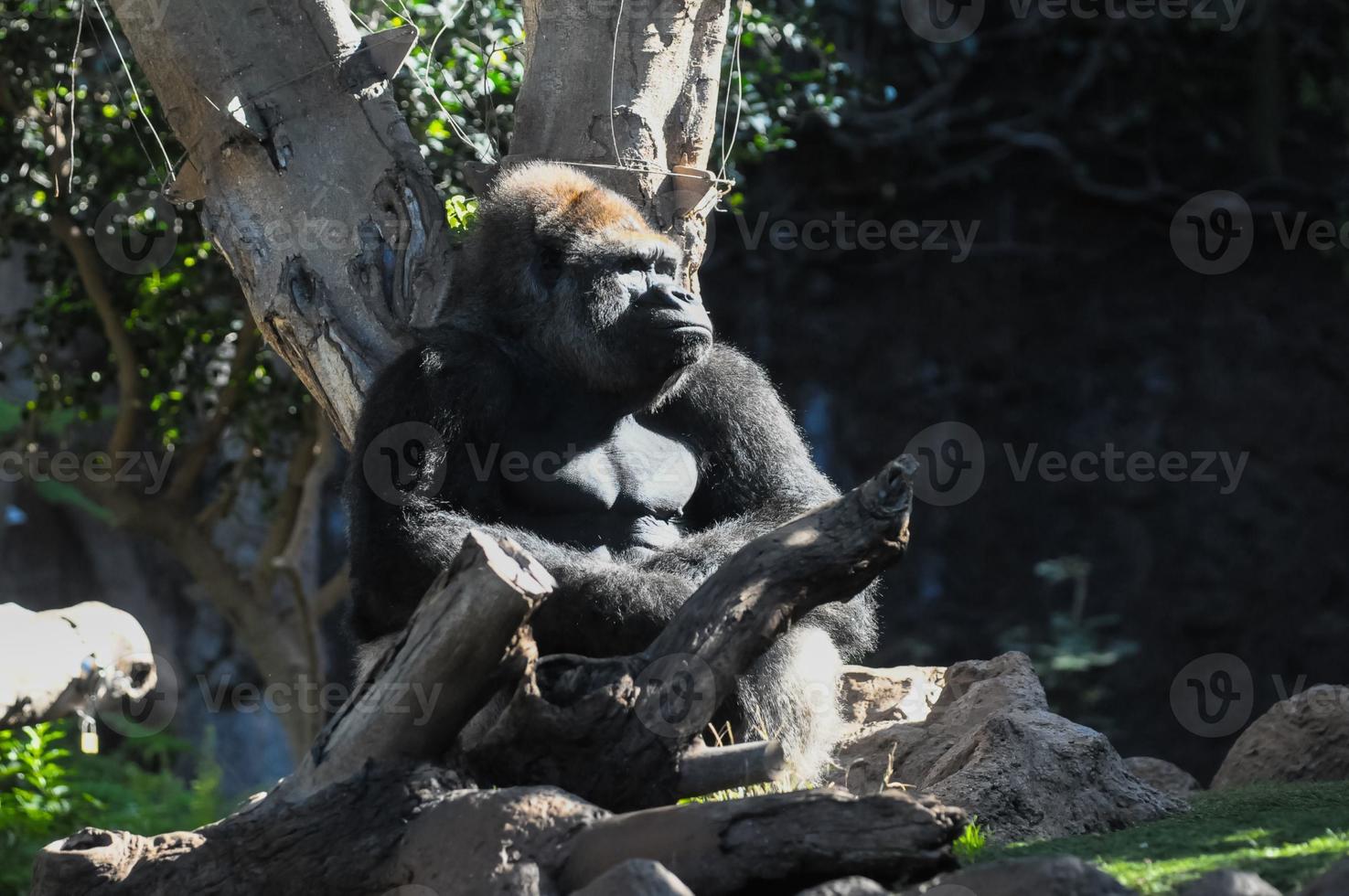 gorila no zoológico foto