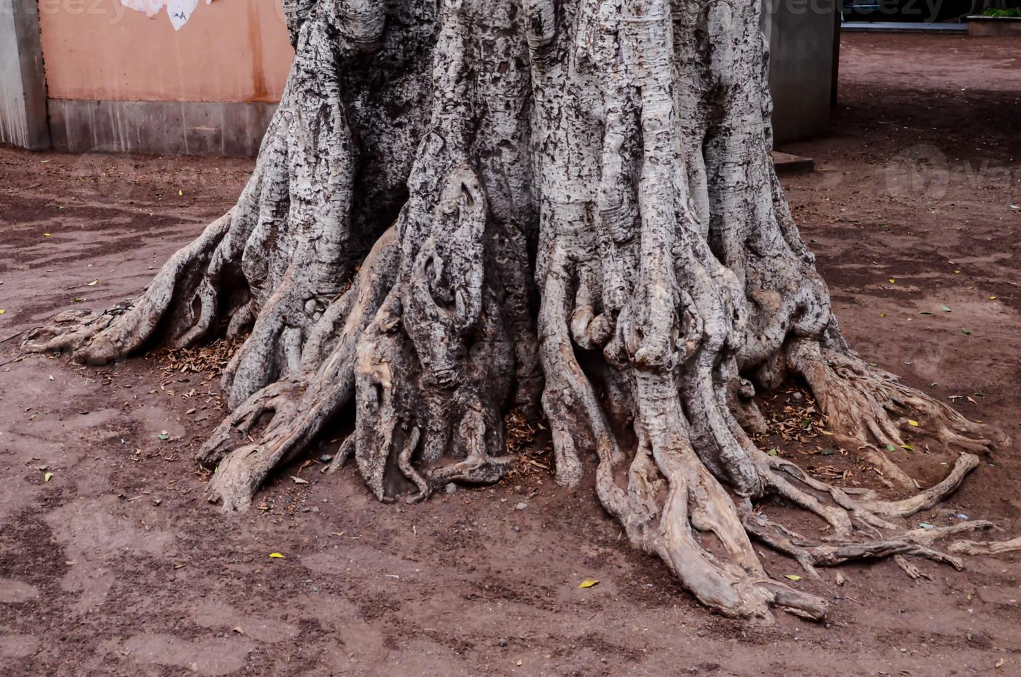 foto de close-up de raízes de árvore